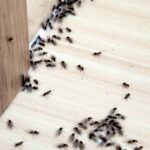 formiche legno