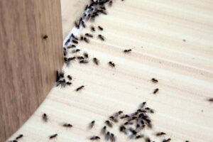 formiche legno